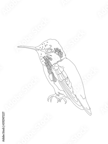 Bird Detailed Vector Drawing © Sofia Cabaña Alvear