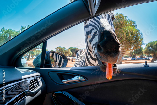 Safari in Bari, Italy. Driving in the car and feeding animsl like blackbuck, antilopes, giraffee, donkeys, zebras and camels. photo