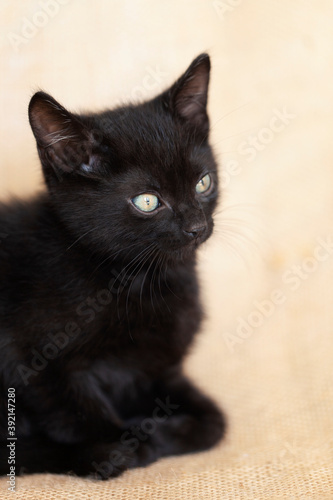 Black kitten laying down and resting, on top of a brown burlap background