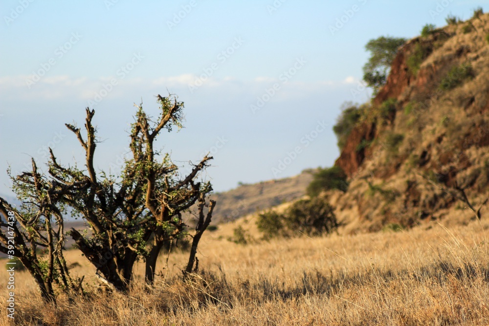 tree in the desert