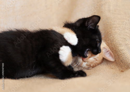 Black kitten and orange kitten playing on brown burlap background.