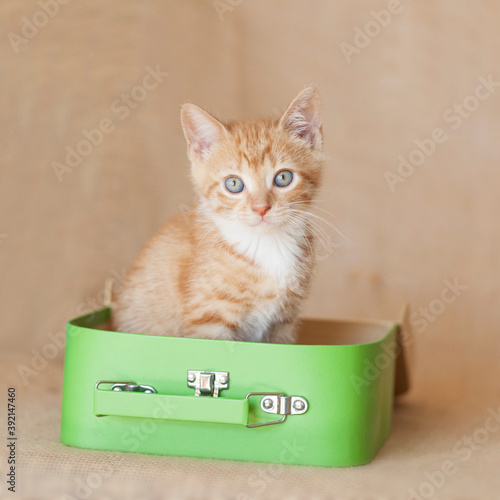 6 week old Orange tabby rescue kitten inside a small little green school box, suitcase, burlap brown background. 
 photo