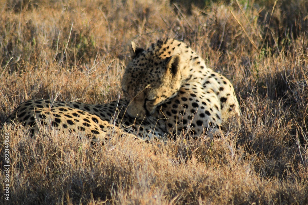 Naklejka premium cheetah in the grass