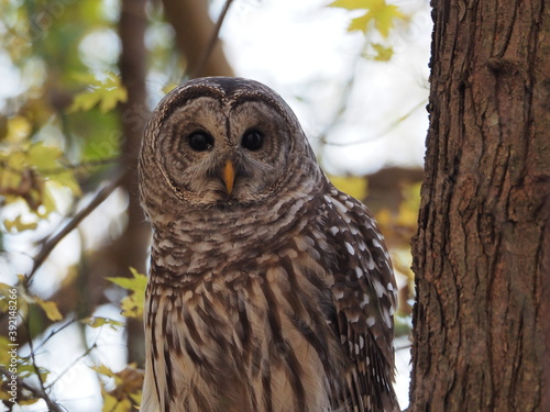 wild barred owl  Strix varia  in autumn