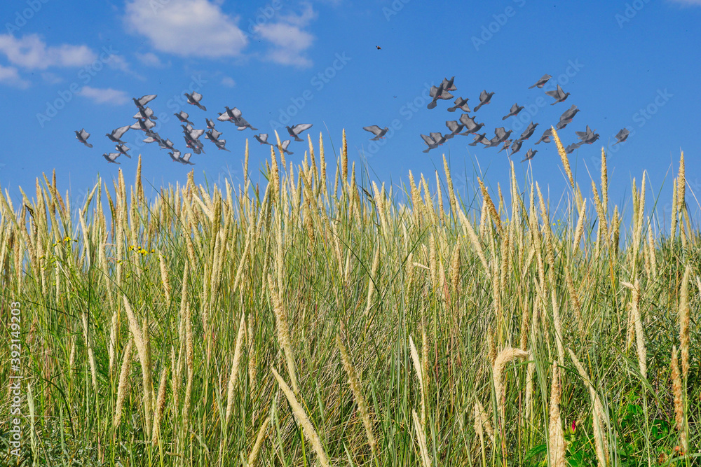 Obraz premium Pigeons Flying Over Marram Grass Sprigs
