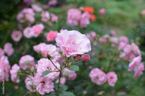 
shiny light pink roses in the garden