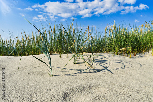Beach Grass on Sand and Picturesque Sky