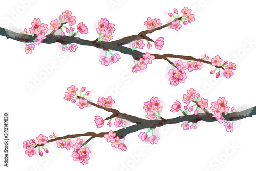桜の枝　水彩風