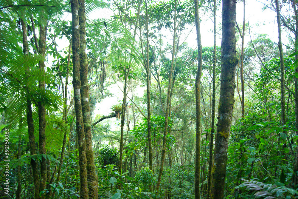 Fototapeta premium Tropical rainforest, natural reserve, landscape full of trees and vegetation, nature everywhere, beautiful green landscape
