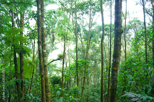 Tropical rainforest  natural reserve  landscape full of trees and vegetation  nature everywhere  beautiful green landscape