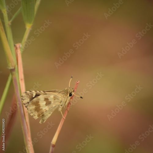 amazing picture of indian skipper ( spialia galba) butterfly resting in nature. photo