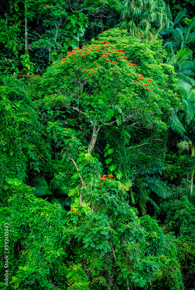 Flowering jungle tree Flowering jungle tree