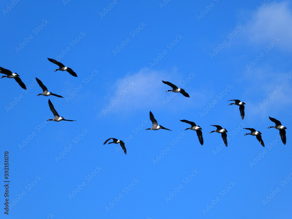 Geese flock flying in blue sky