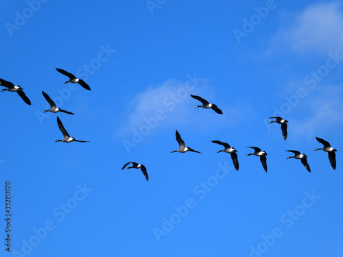 Geese flock flying in blue sky © Lucy 