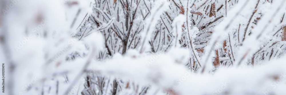 Snow and rime ice on the branches of bushes. Beautiful winter background with twigs covered with hoarfrost. Plants in the park are covered with hoar frost. Cold snowy weather. Cool frosting texture. Snow and rime ice on the branches of bushes. Beautiful winter background with twigs covered with hoarfrost. Plants in the park are covered with hoar frost. Cold snowy weather. Cool frosting texture.