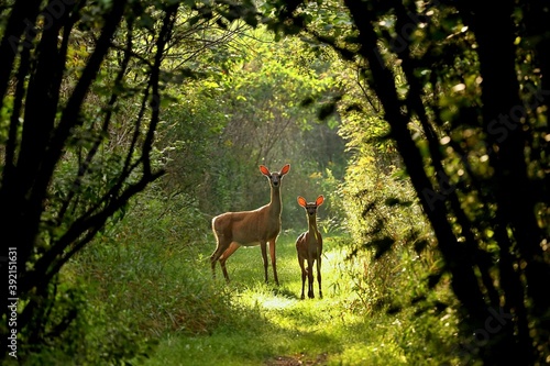 Canvas Print White tailed deer, doe and fawn near city park in Wisconsin.