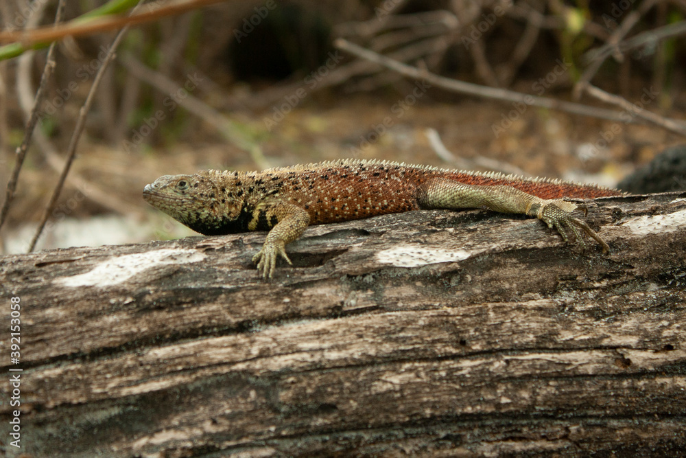 Espanola lava lizard Espanola lava lizard