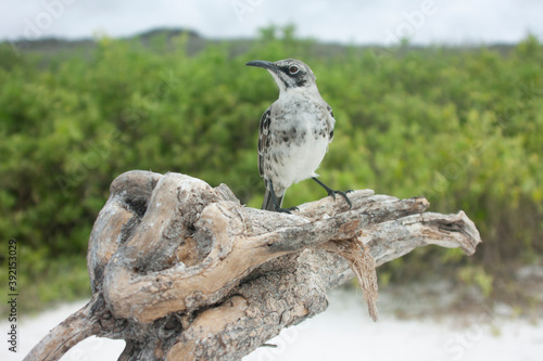 Espanola mockingbird photo