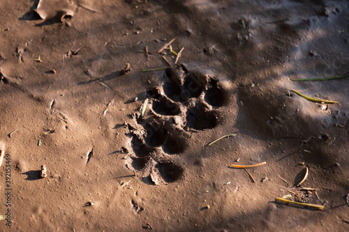 Fox tracks in mud French countryside photo