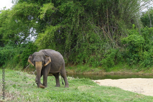 male sri lankan elephant landscape photo in minneriya national park photo
