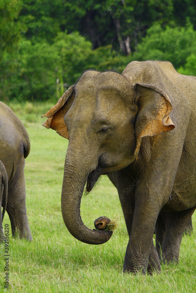 Fototapeta premium male sri lankan elephant grazes in kaudulla national park