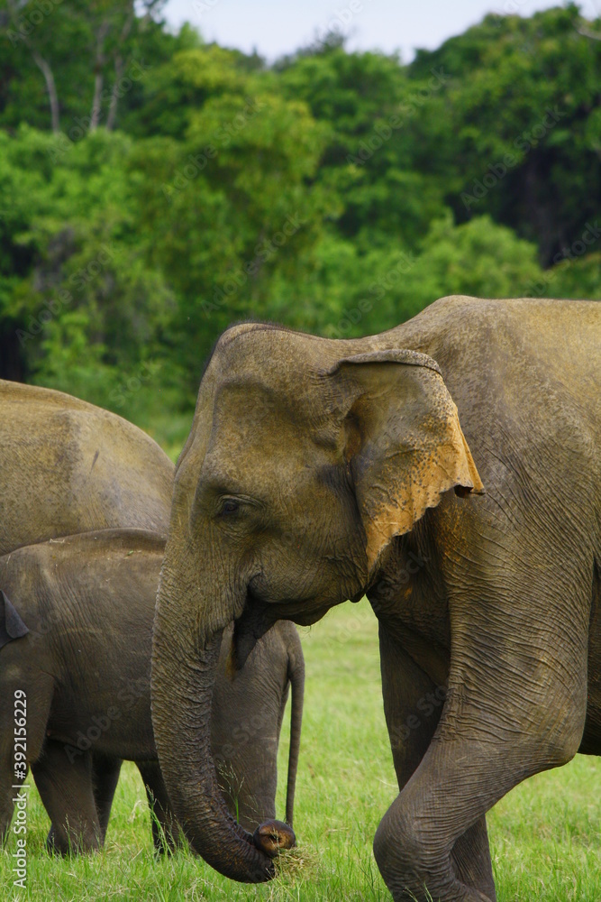 male sri lankan elephant grazes in minneriya national park