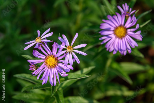 Closeup of purple blooms of Cascade Aster in summer, Paradise at Mt. Rainier National Park, Washington State, USA
