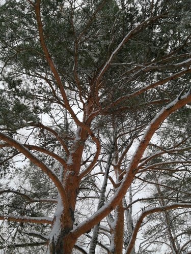 trees in winter forest