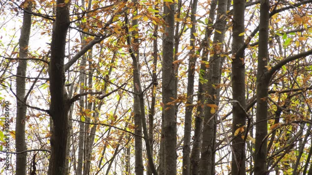 Fallen leaves in the autumn woodland. Leaves are falling in the forest. Fallen leaves in the autumn woodland. Leaves are falling in the forest.