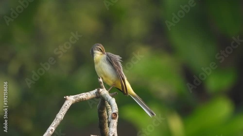 Great crested flycatcher in tree . photo