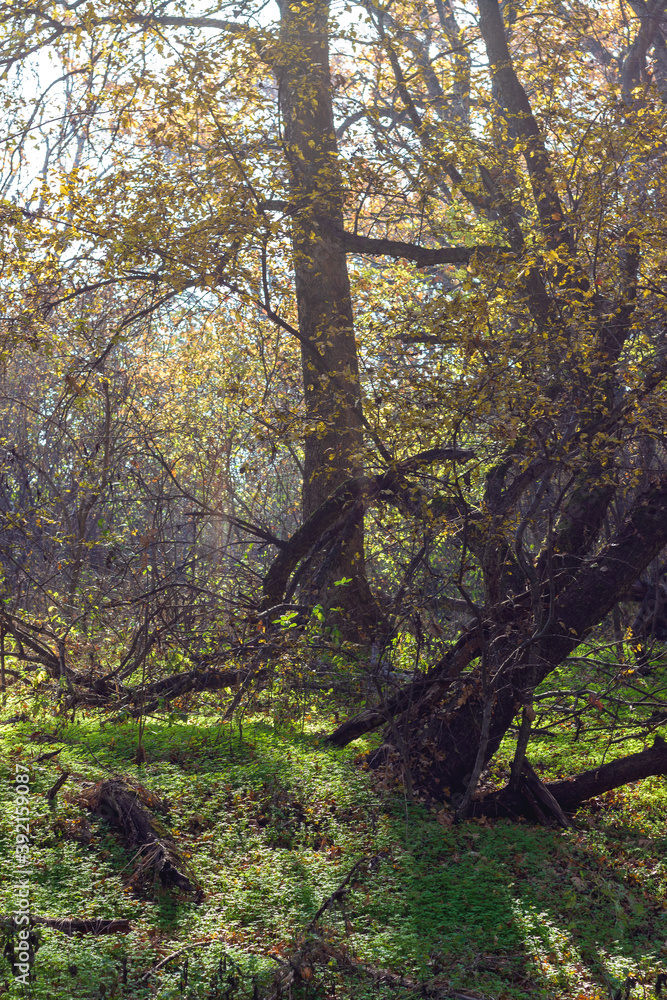 Autumn; Park;; Sunny; light; nature; state of the environment; season; fairy Park;magic light;magic forest;magic; Autumn; Park;; Sunny; light; nature; state of the environment; season; fairy Park;magic light;magic forest;magic;