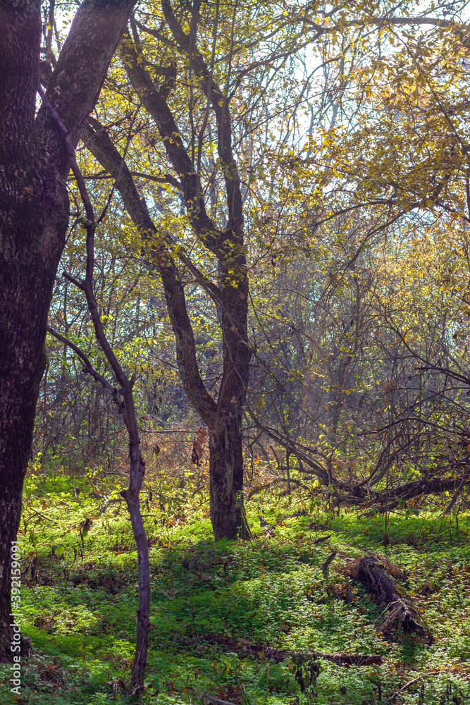 Autumn; Park;; Sunny; light; nature; state of the environment; season; fairy Park;magic light;magic forest;magic;