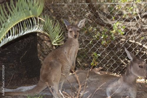Fototapeta Naklejka Na Ścianę i Meble -  Baby kangaroo and her mother resting. Perth, Western Australia, Australia