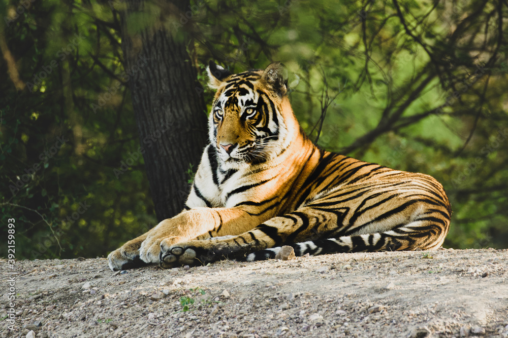Obraz premium Tiger in the wild jungles of India
