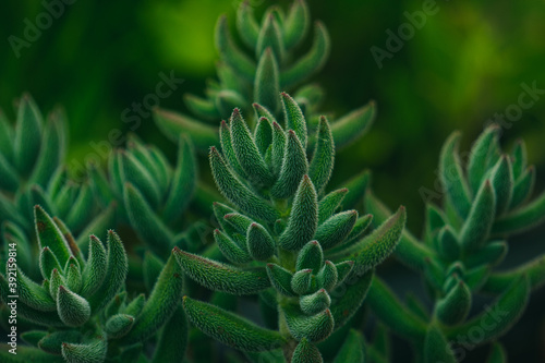 Green succulent plant with small hairs on its leaves