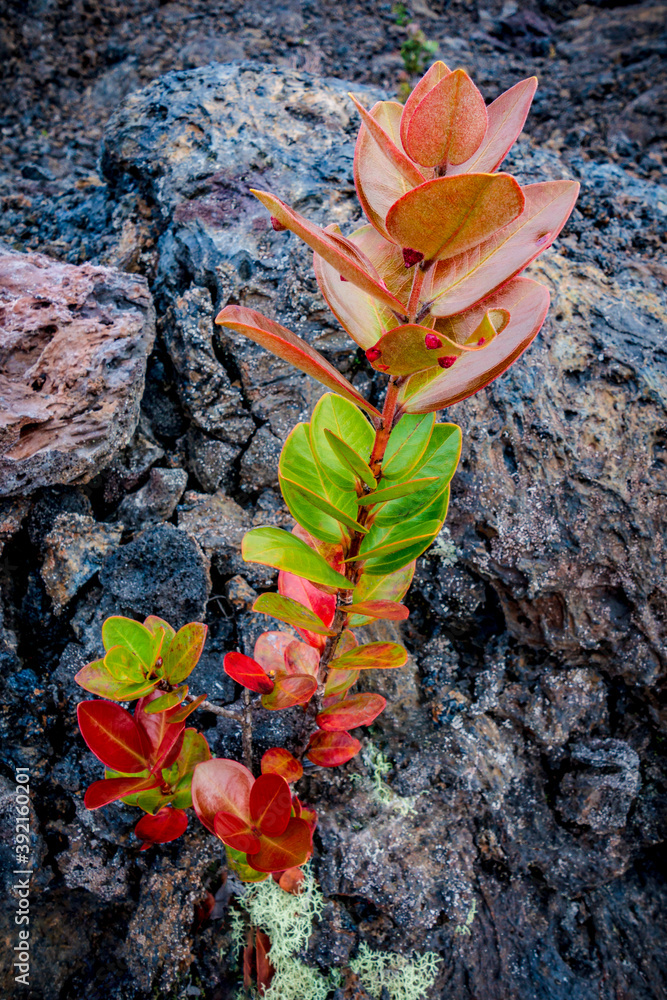 new plant on colorful lava