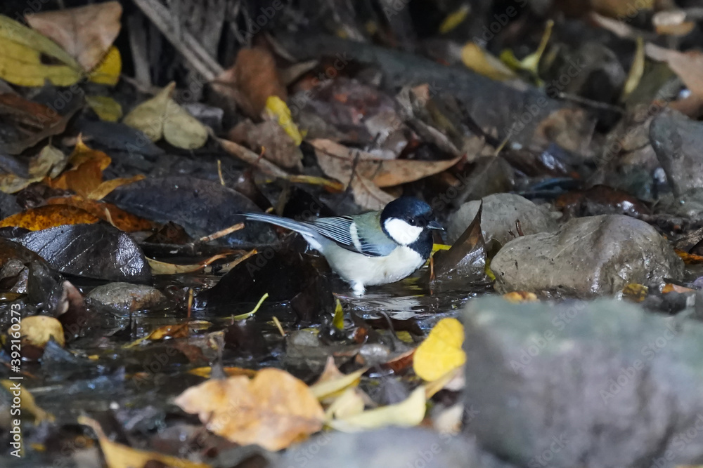 japanese tit in the dark forest japanese tit in the dark forest