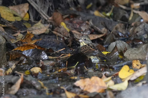 black faced bunting in the dark forest