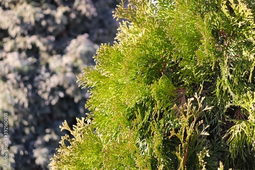 Bright green thuja branch on a gray background