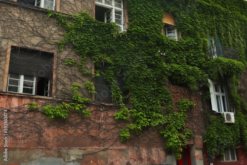 The wall of a residential building entwined with green ivy