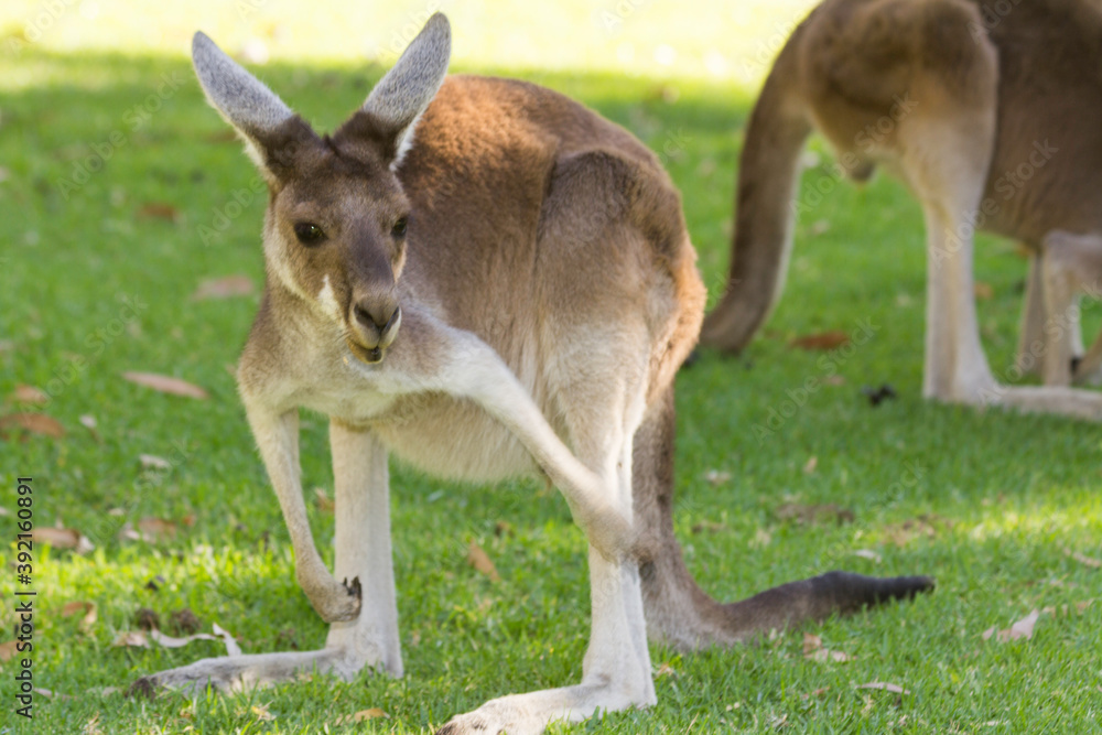 Couple of beautiful kangaroo standing in alert position Perth, Western Australia, Australia Couple of beautiful kangaroo standing in alert position Perth, Western Australia, Australia