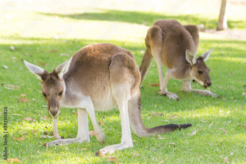 Couple of beautiful kangaroo standing in alert position Perth, Western Australia, Australia Couple of beautiful kangaroo standing in alert position Perth, Western Australia, Australia