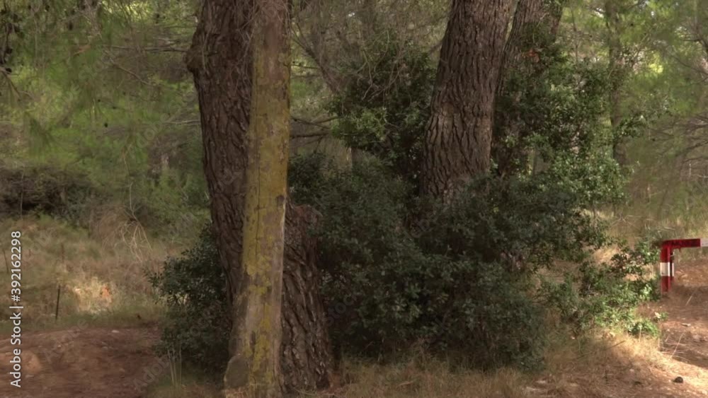 Pan shot of safety road barrier in the woods, located at Parnitha mountain, Athens, Greece 120fps Pan shot of safety road barrier in the woods, located at Parnitha mountain, Athens, Greece 120fps