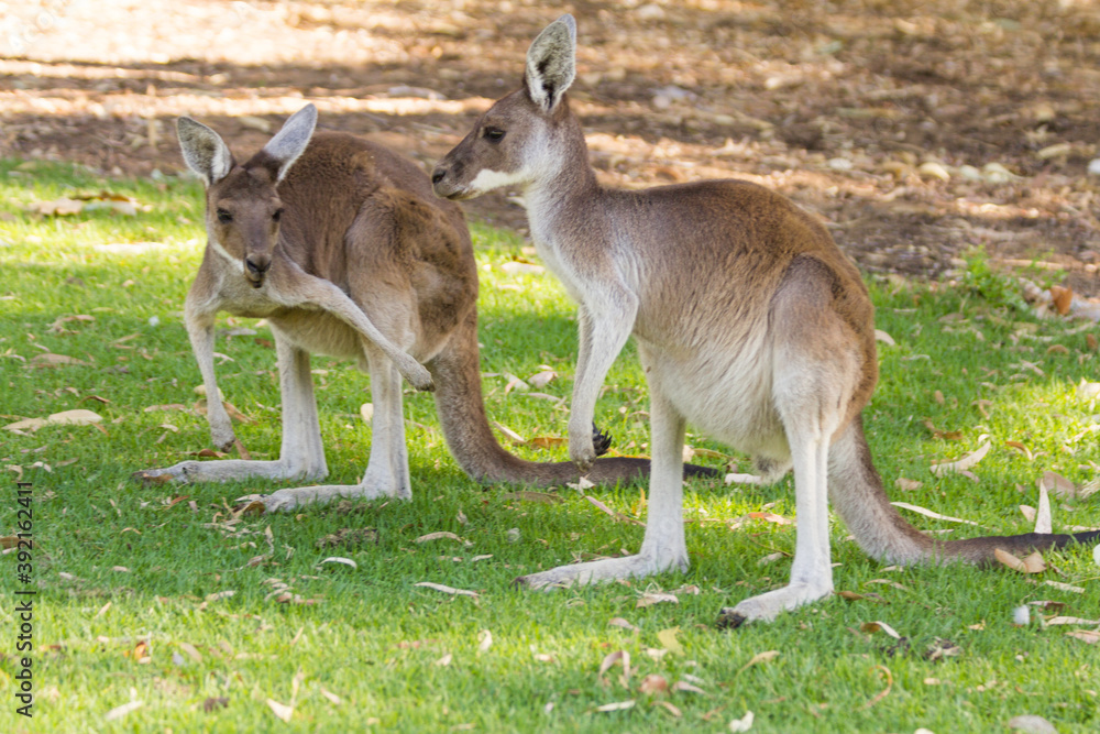 Couple of beautiful kangaroo standing in alert position Perth, Western Australia, Australia Couple of beautiful kangaroo standing in alert position Perth, Western Australia, Australia