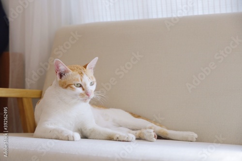 Fototapeta Naklejka Na Ścianę i Meble -  Cute cat laying on sofa in living room and cleaning his fur. 