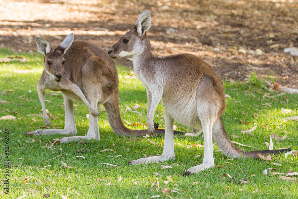 Couple of beautiful kangaroo standing in alert position Perth, Western Australia, Australia Couple of beautiful kangaroo standing in alert position Perth, Western Australia, Australia