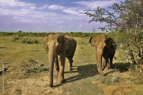 Two wild elephants stand on dry grass. Trunks are lowered. They look at the camera. Nearby is a green bush. There are clouds in the blue sky. Sri Lanka. Udawalawe Park.