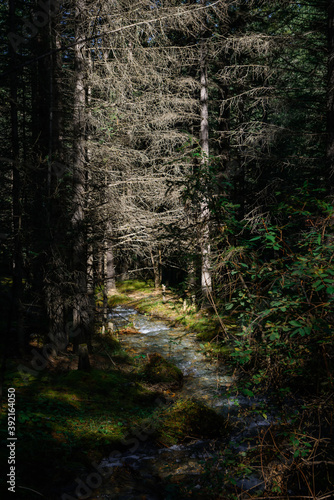 Small river in a dense forest in the rays of sun. Wild nature of Siberian taiga.