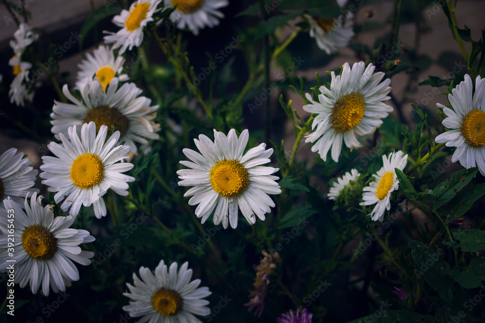 bush not large daisies on an evening day at a club in the park bush not large daisies on an evening day at a club in the park