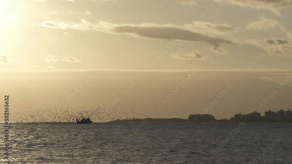 boat sailing at sunset, surrounded by seagulls and birds boat sailing at sunset, surrounded by seagulls and birds